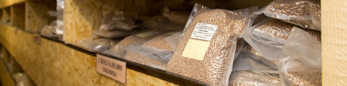 Еталони стандартні зразки пшениці для зернових лабораторій