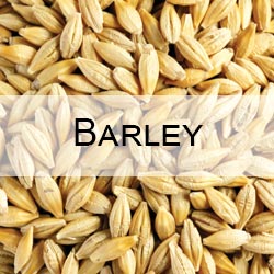 Barley CRM sample for laboratory with Moisture and Protein content