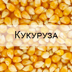 Стандартные образцы зерна кукурузы с известными показателями качества