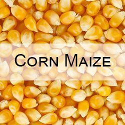 Corn maize CRM sample with Moisture, Protein, Oil (fat), Starch