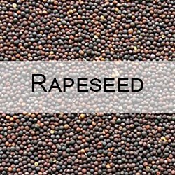 Rapeseed seeds CRM with moisture oil erucic acid glucosinalates